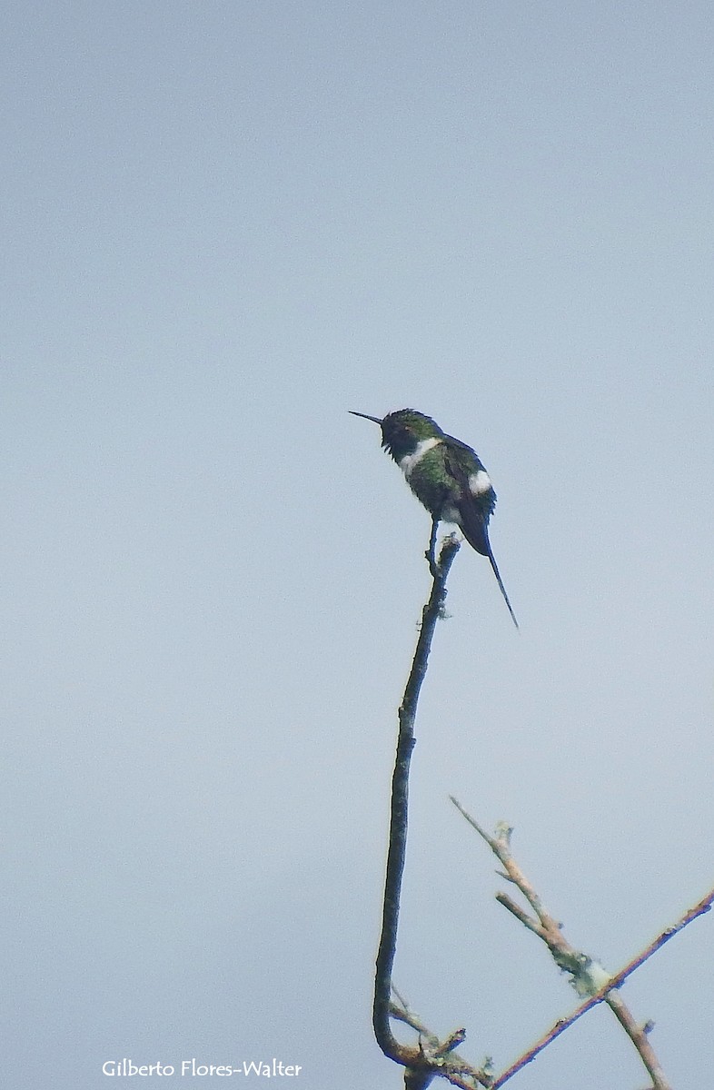 Sparkling-tailed Hummingbird - ML138165691