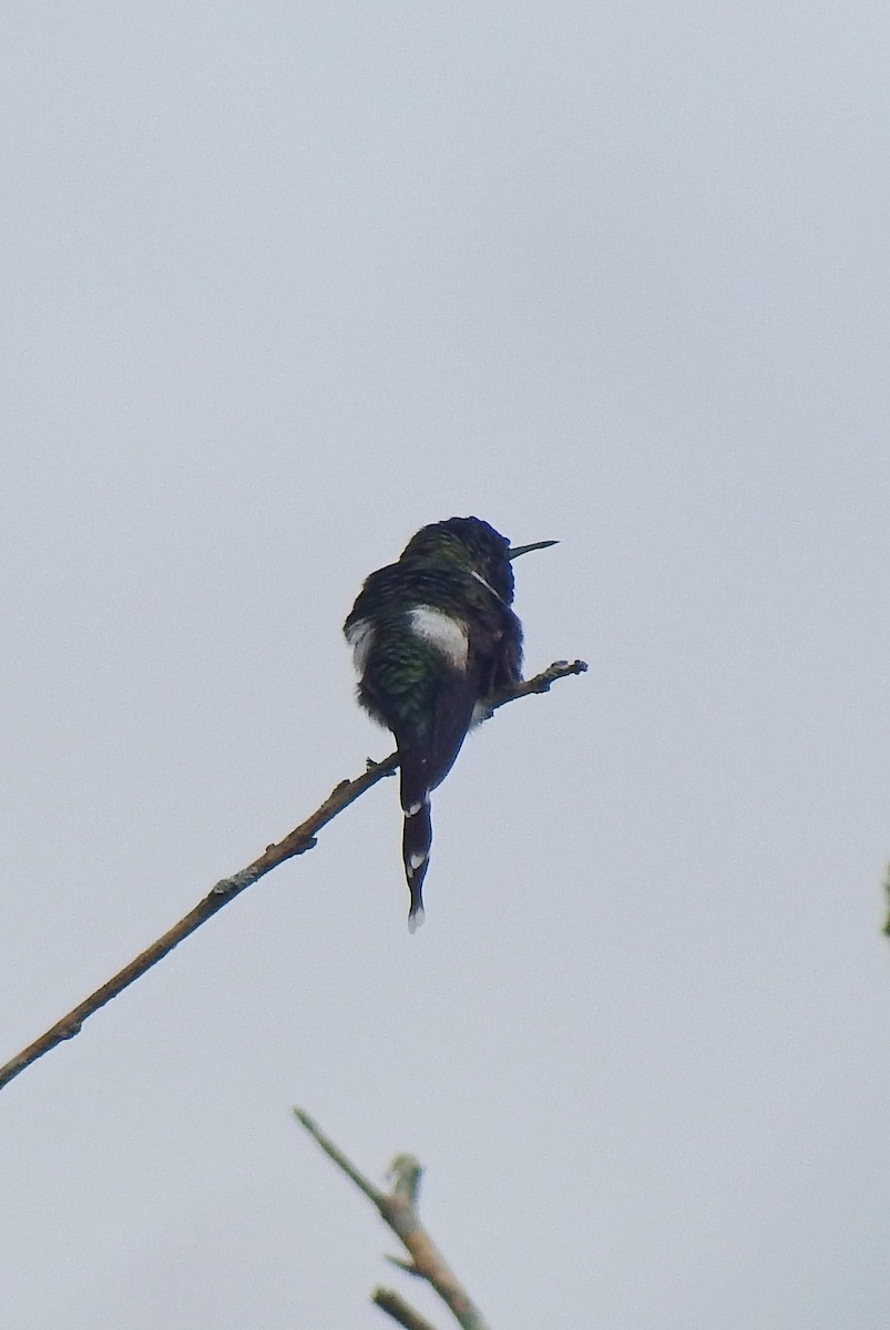 Sparkling-tailed Hummingbird - ML138165701