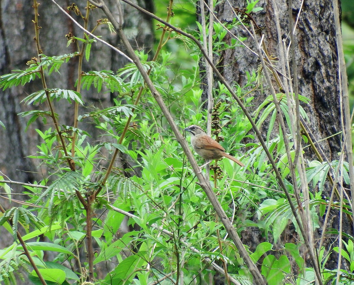 Rusty Sparrow - ML138165711