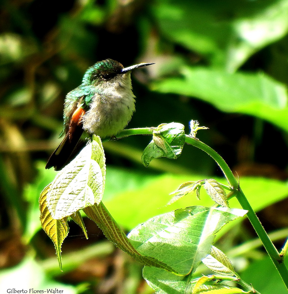 Stripe-tailed Hummingbird - Gilberto Flores-Walter (Feathers Birding)