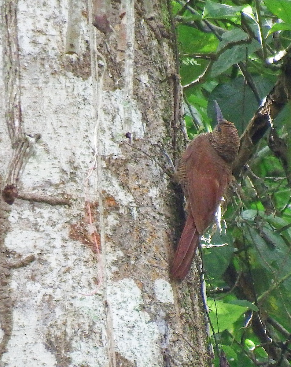 Northern Barred-Woodcreeper - Gilberto Flores-Walter (Feathers Birding)