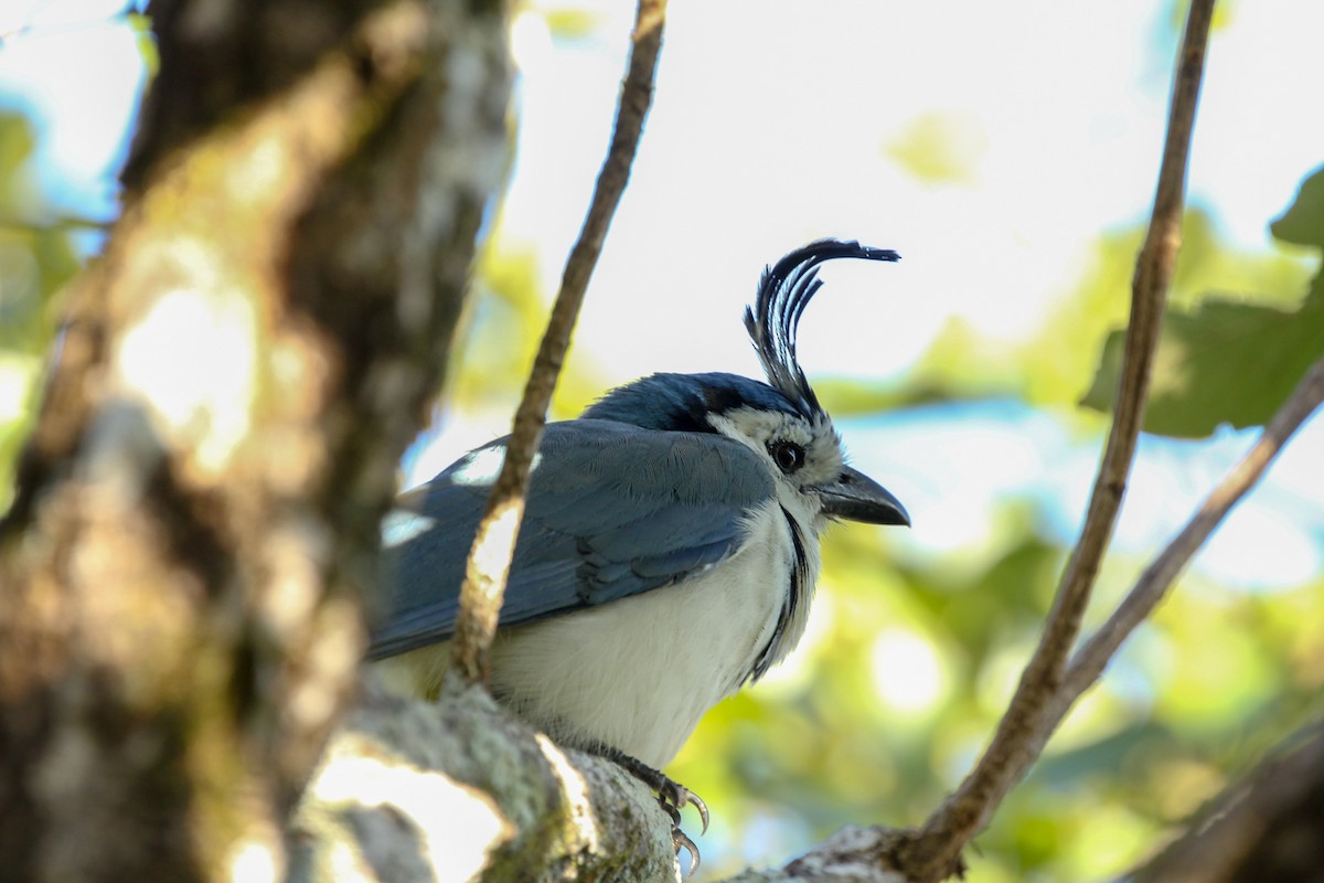 White-throated Magpie-Jay - kenneth reyes