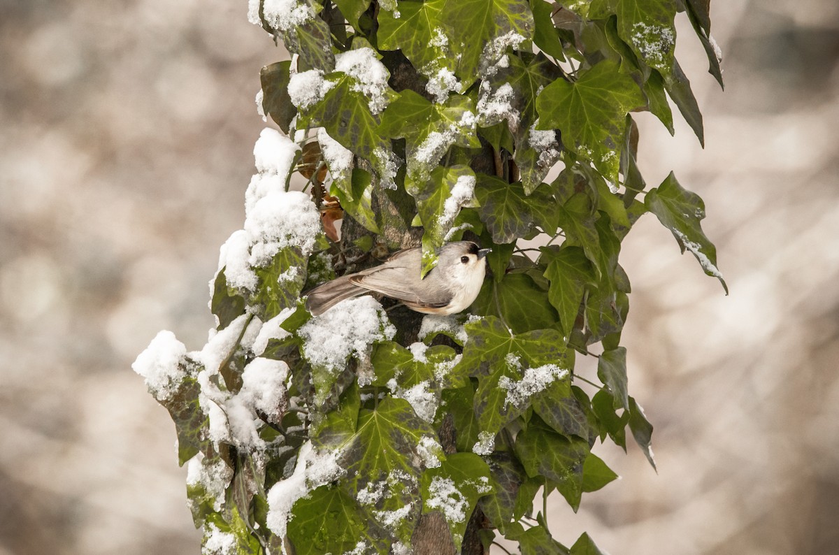 Tufted Titmouse - Meredith Boatman