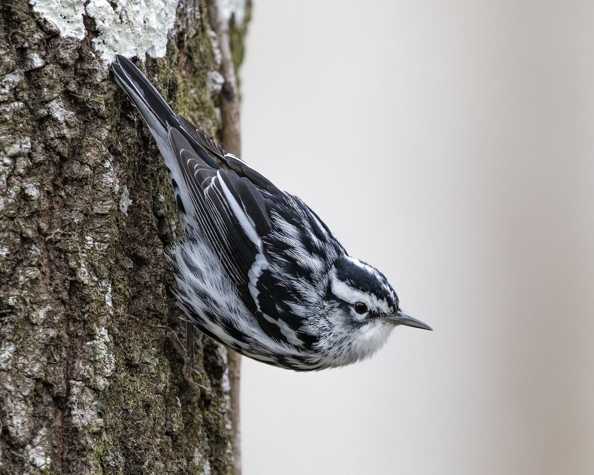 Black-and-white Warbler - ML138171891