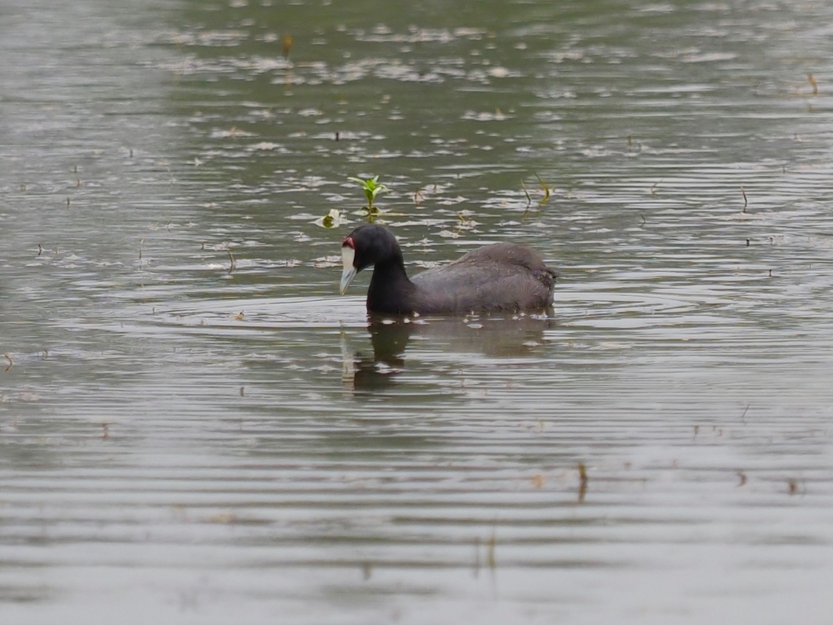 Red-knobbed Coot - 宇杰 彭