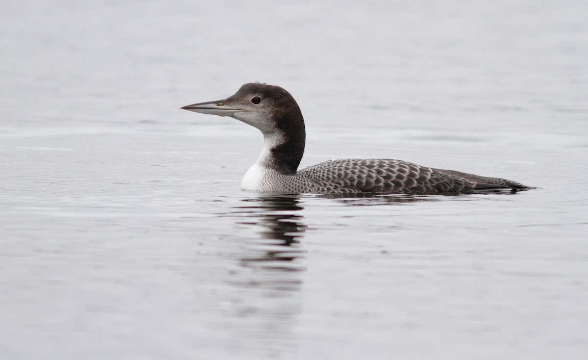 Common Loon - Brian  Collins