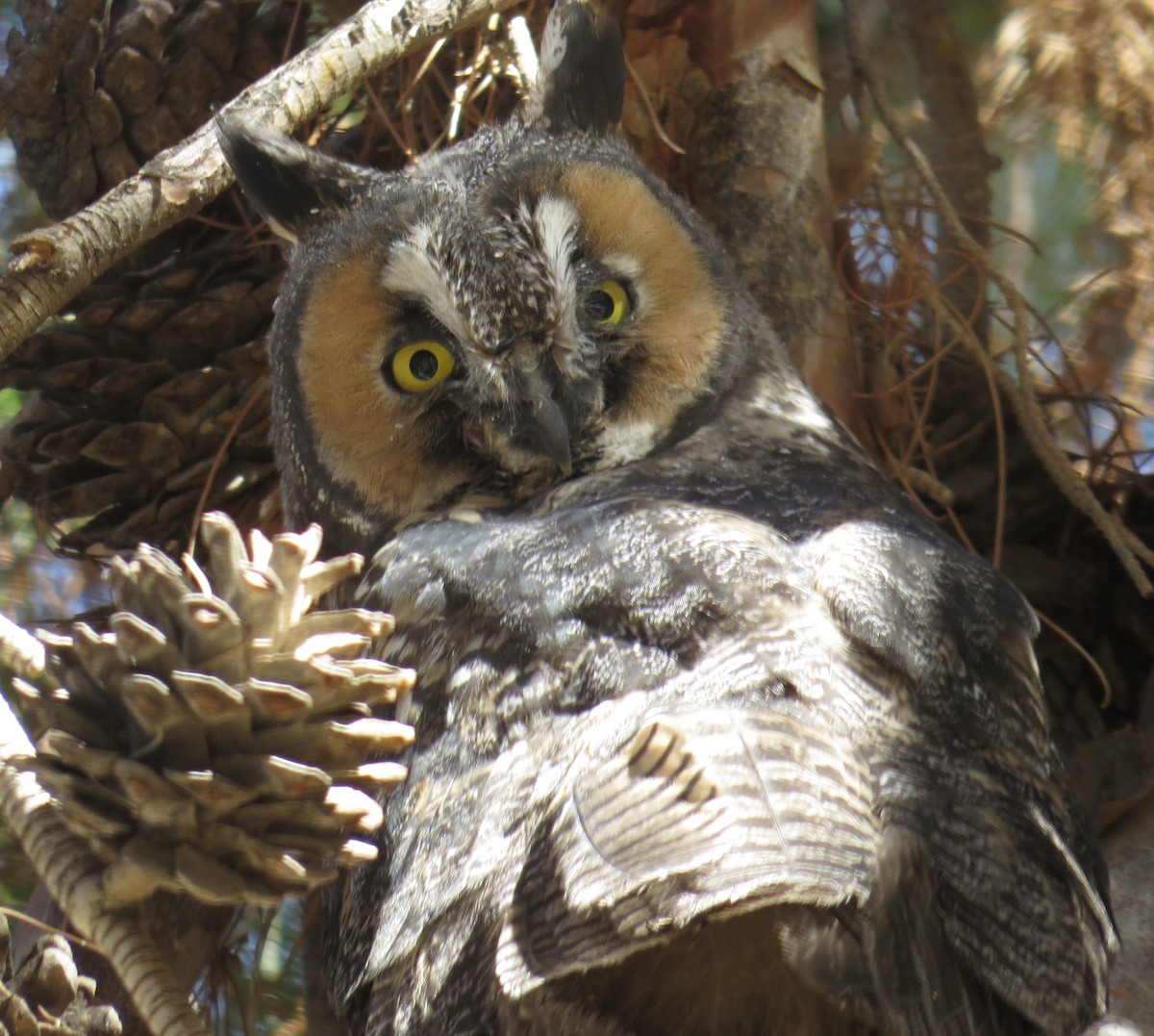 Long-eared Owl - ML138178821