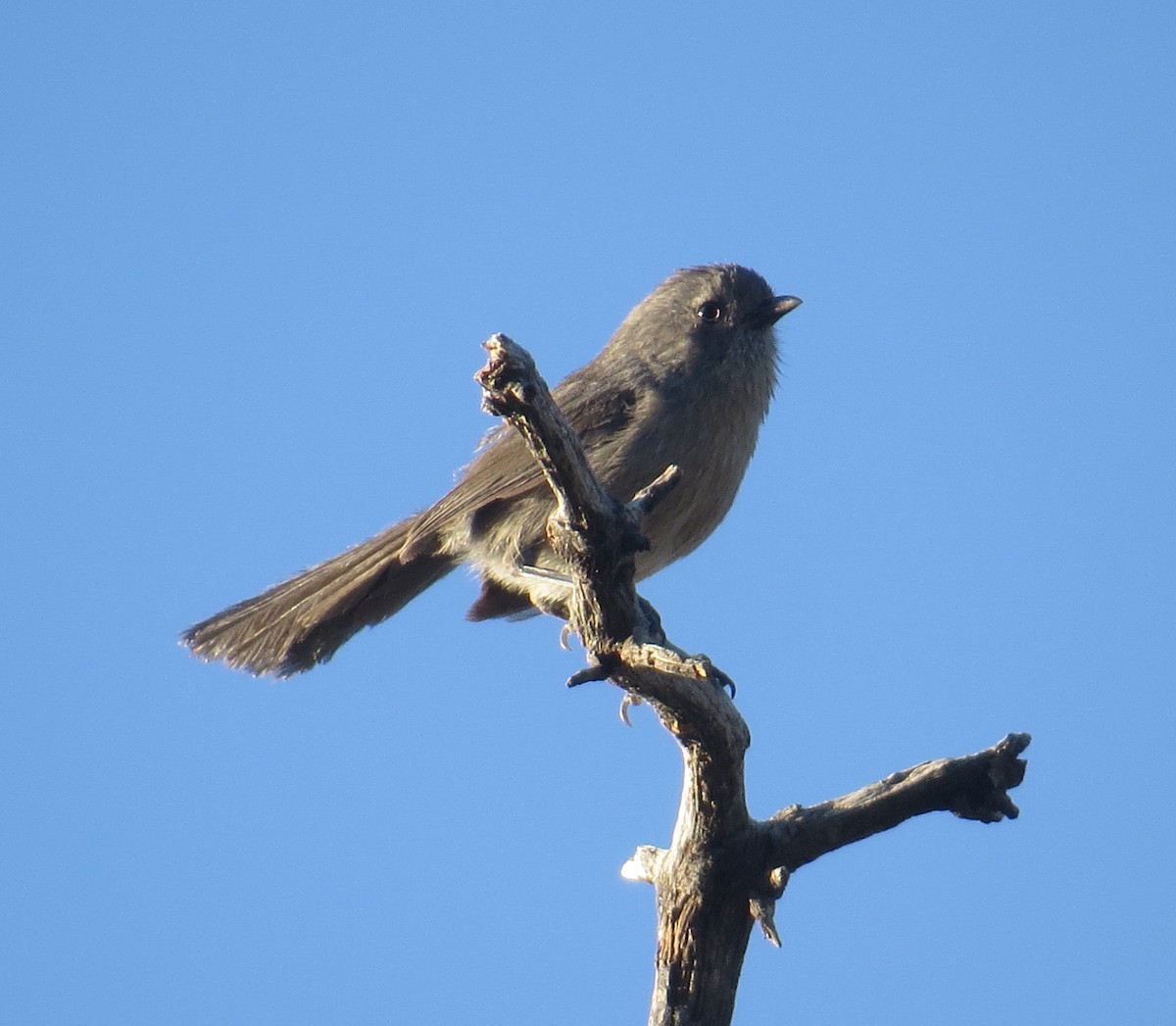 Wrentit - ML138179141