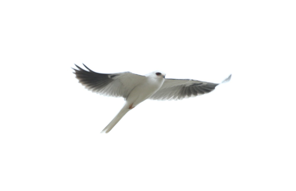 White-tailed Kite - ML138180251