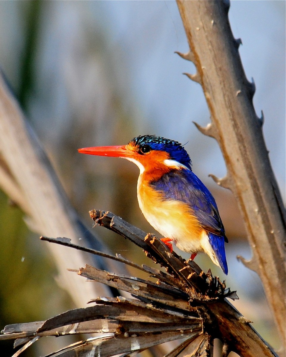 Malachite Kingfisher (Mainland) - ML138183001