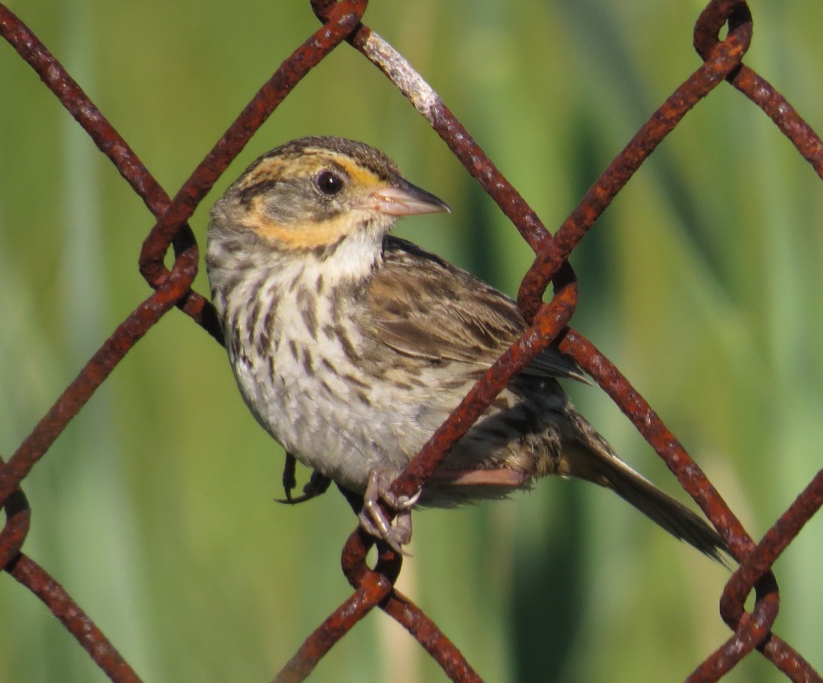 Saltmarsh Sparrow - Gerry Hawkins