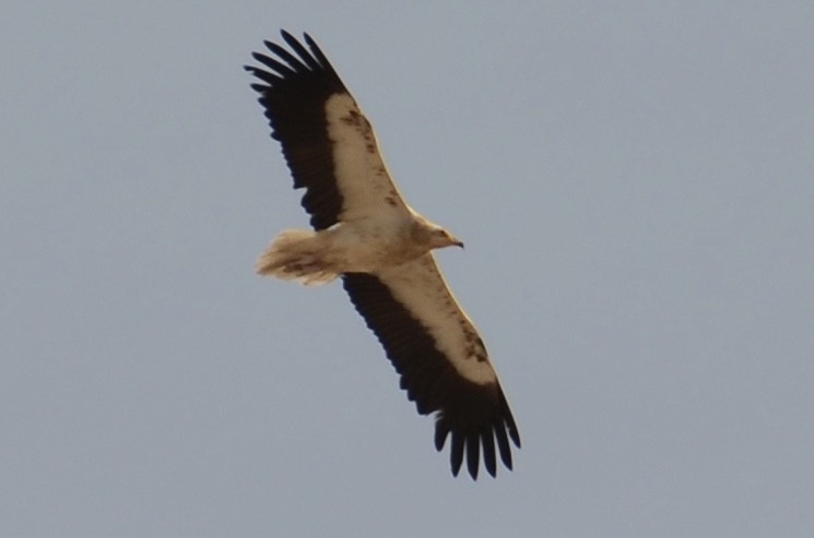 Egyptian Vulture - ML138186551
