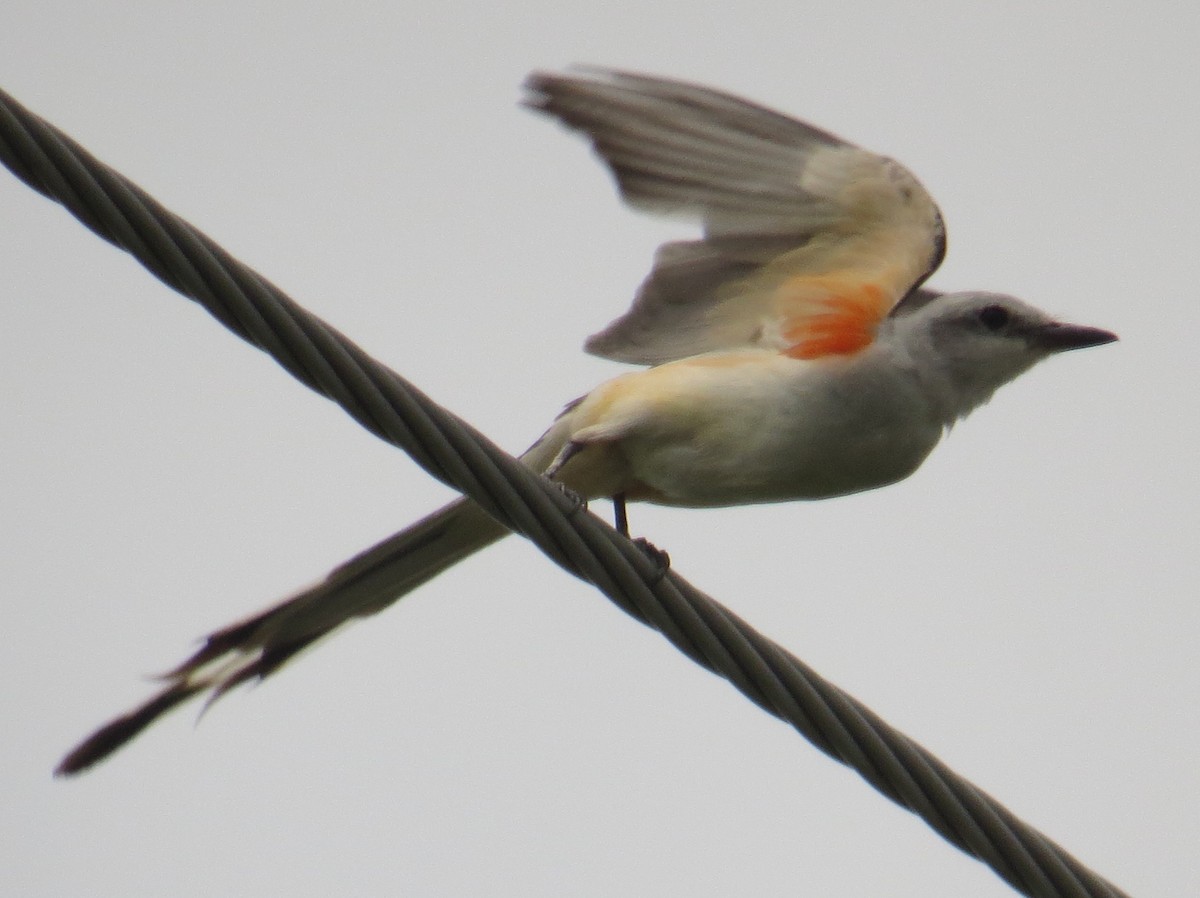 Scissor-tailed Flycatcher - Gerry Hawkins