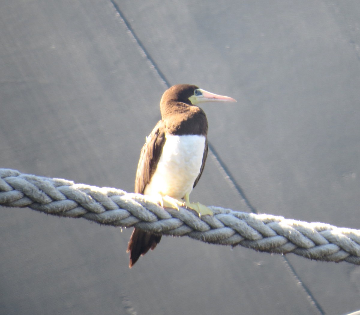 Brown Booby - ML138186981
