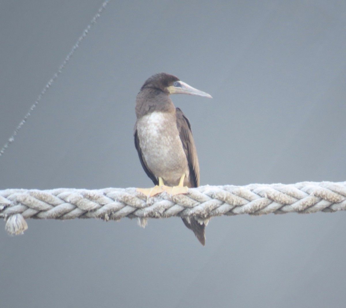 Brown Booby - ML138187001