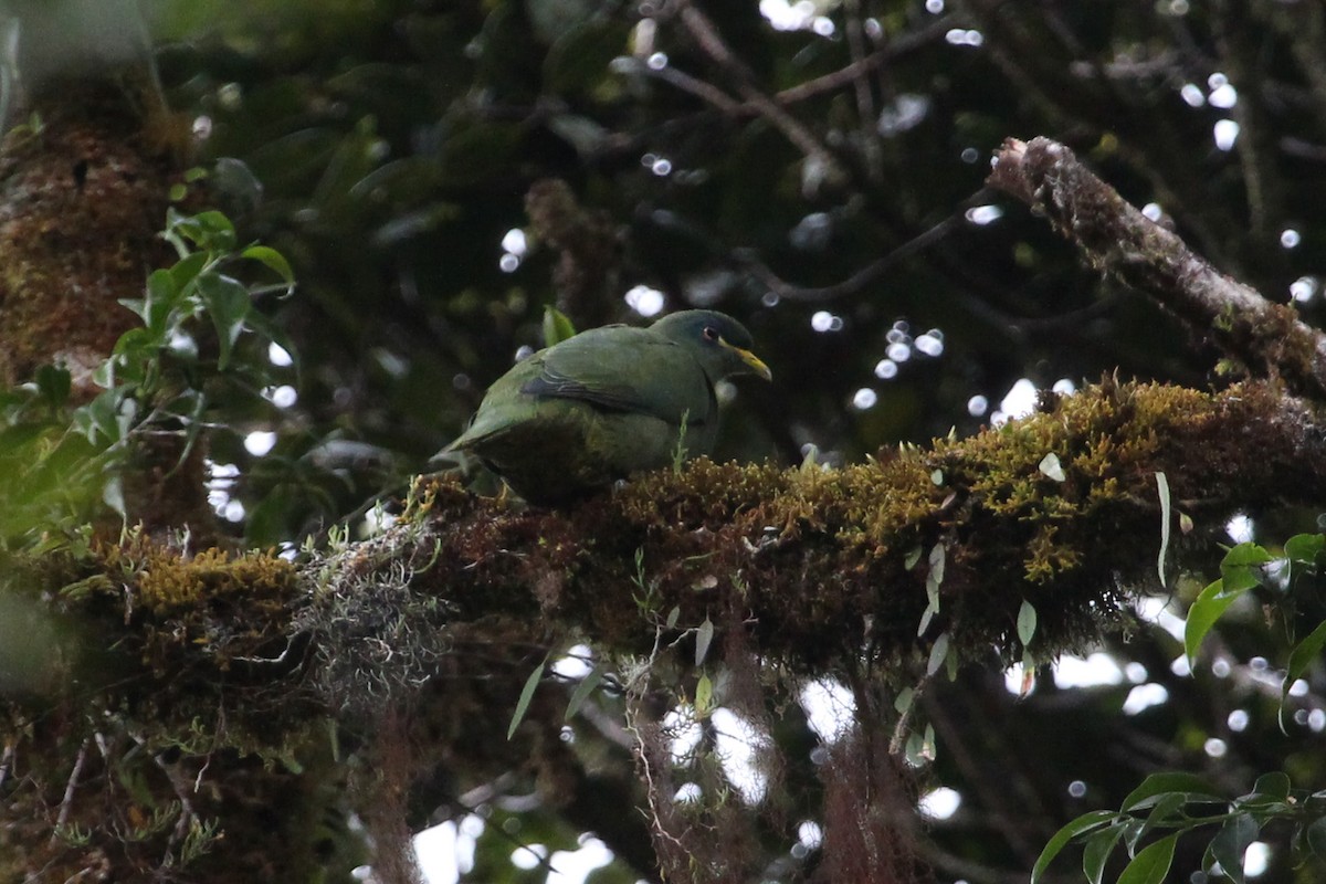 White-breasted Fruit-Dove - ML138187911