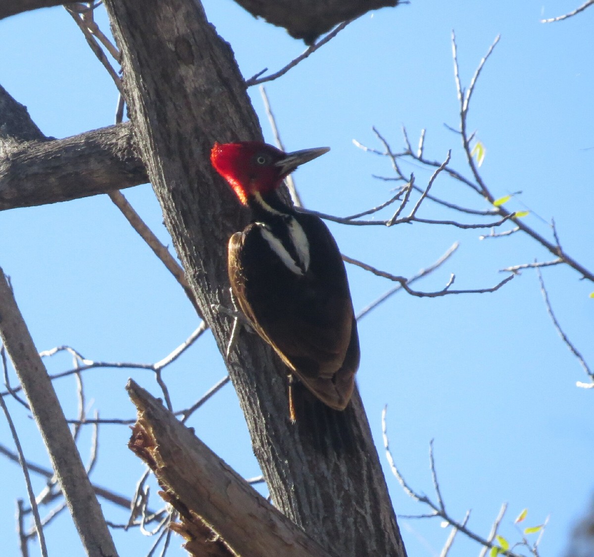 Pale-billed Woodpecker - Mike Judd