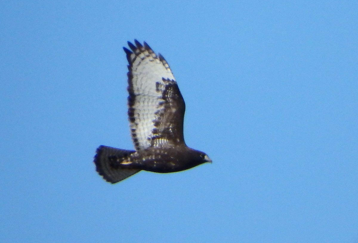Red-tailed Hawk (Harlan's) - ML138187991