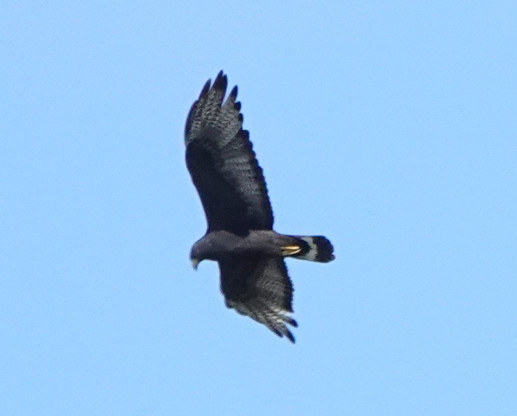 Zone-tailed Hawk - Kris Horton