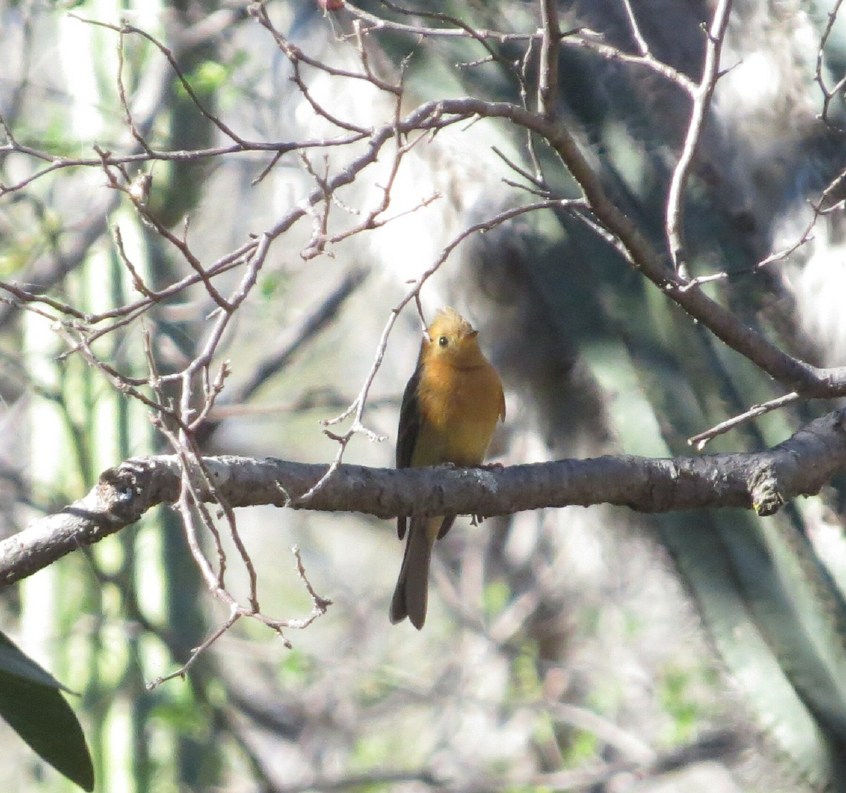 Tufted Flycatcher (Mexican) - ML138189321