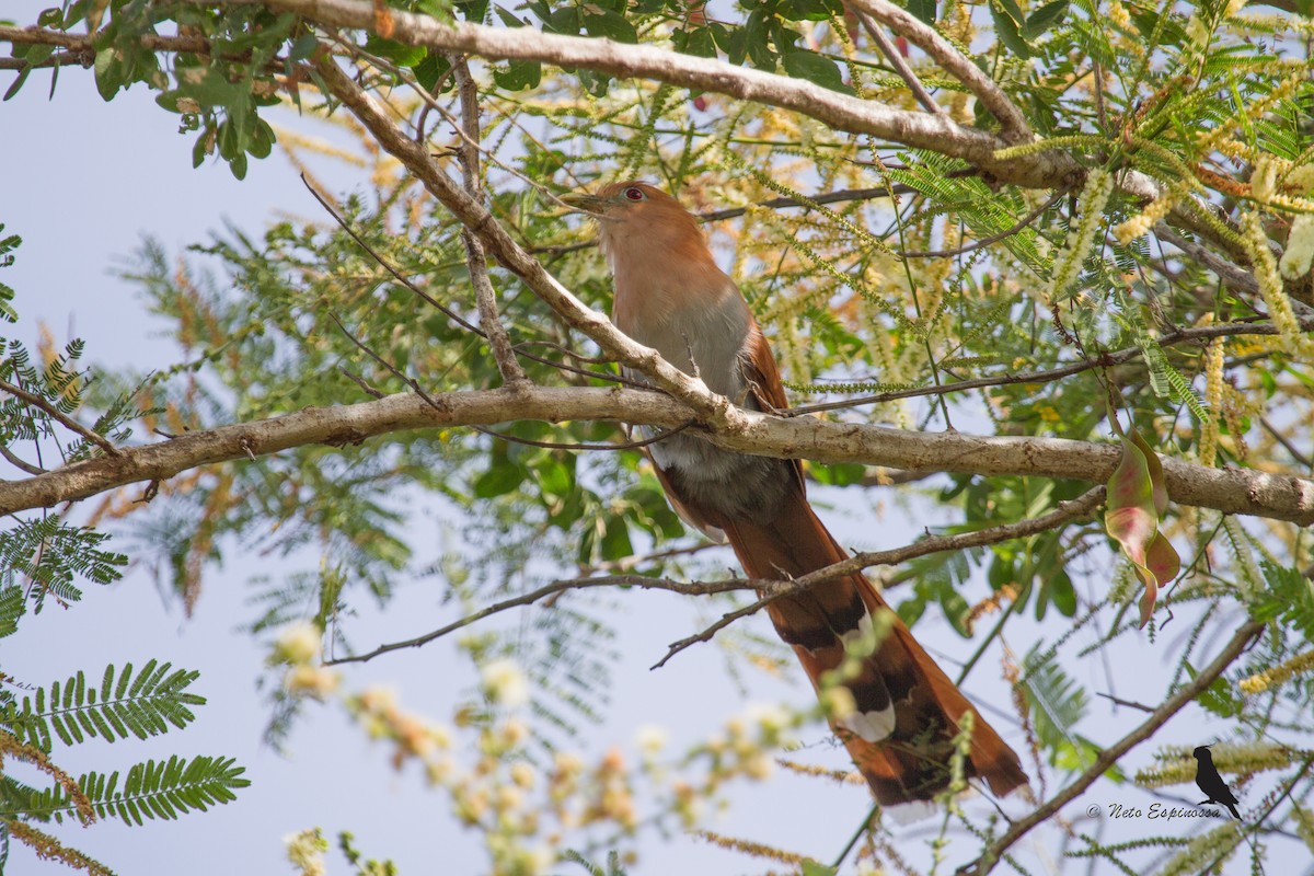 Squirrel Cuckoo (West Mexico) - Neto Espinossa