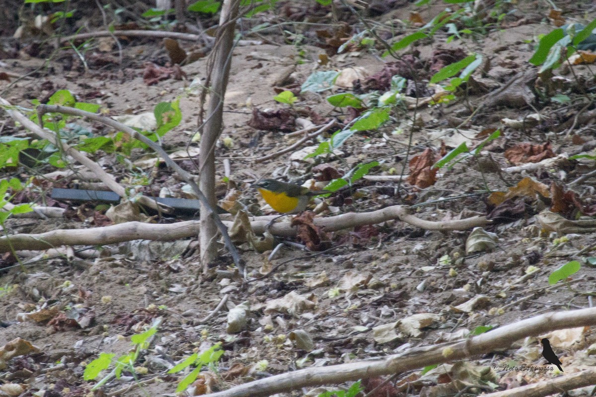 Yellow-breasted Chat - ML138194861