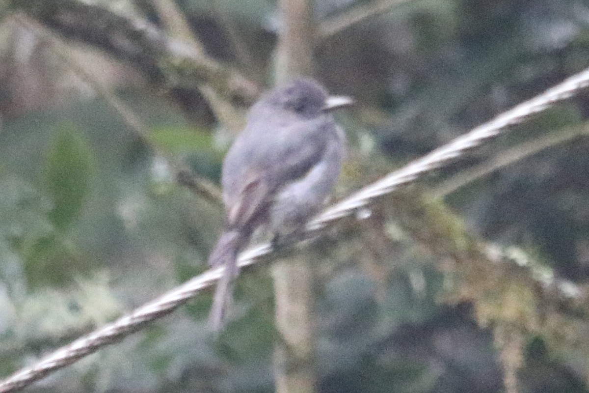 Smoke-colored Pewee - Alta Tanner