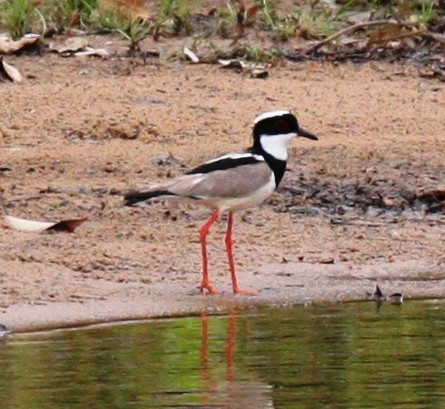 Pied Plover - Todd Pepper