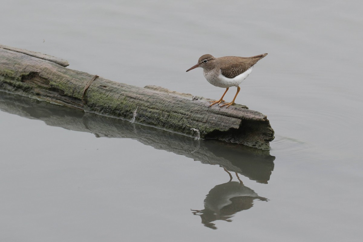 Spotted Sandpiper - Peggy Rudman