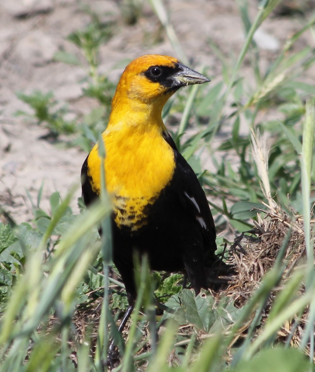 Yellow-headed Blackbird - Bob Schallmann