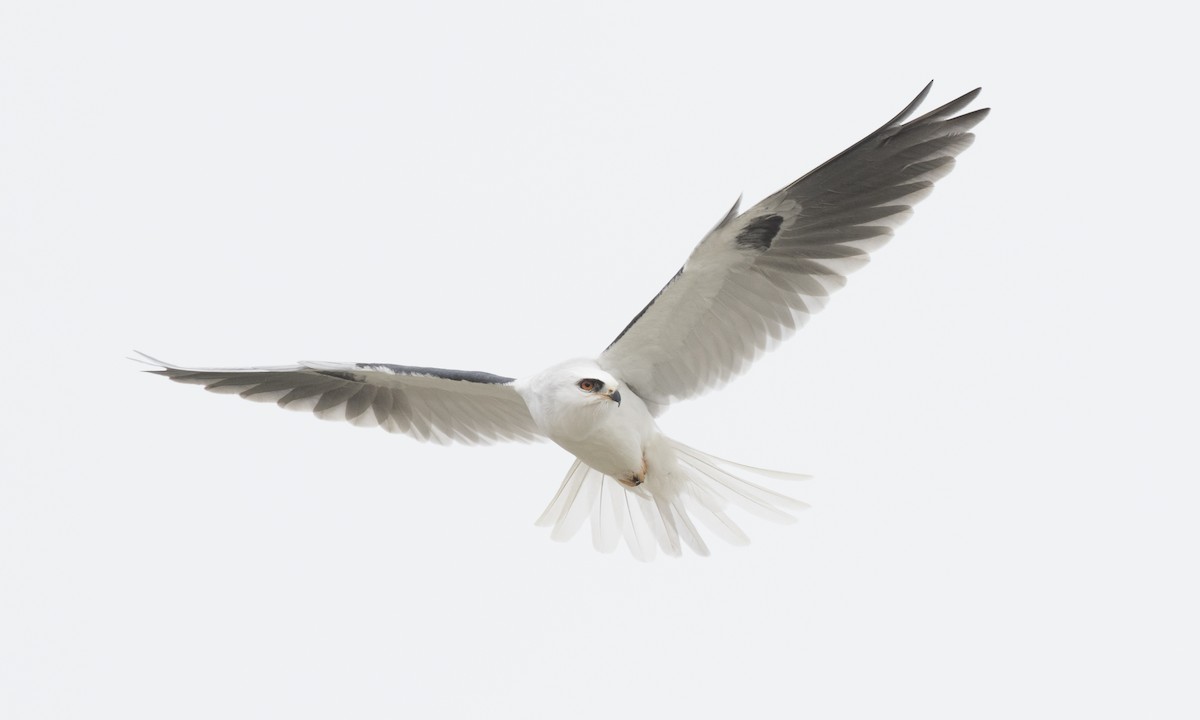 White-tailed Kite - ML138197041