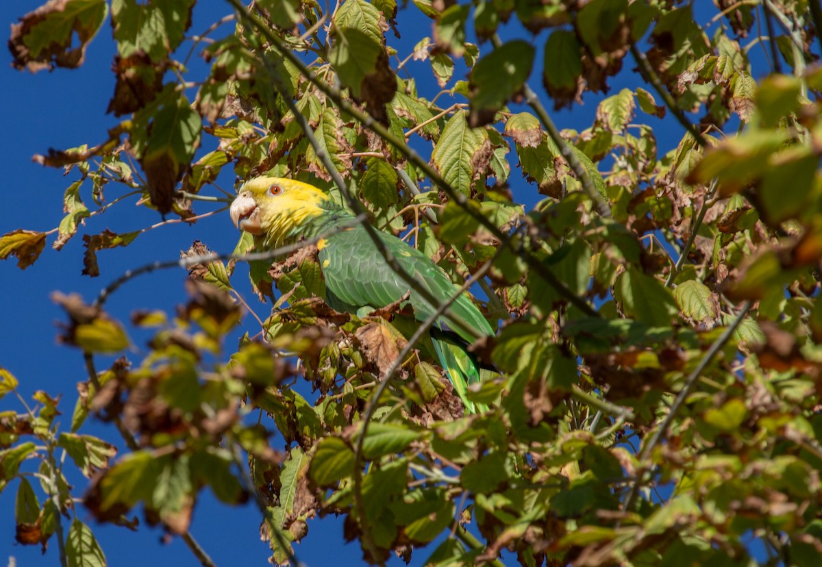 Yellow-headed Parrot - Neto Espinossa