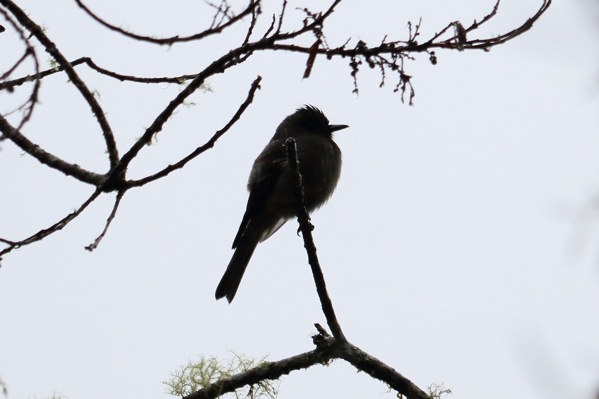 Smoke-colored Pewee - Alta Tanner