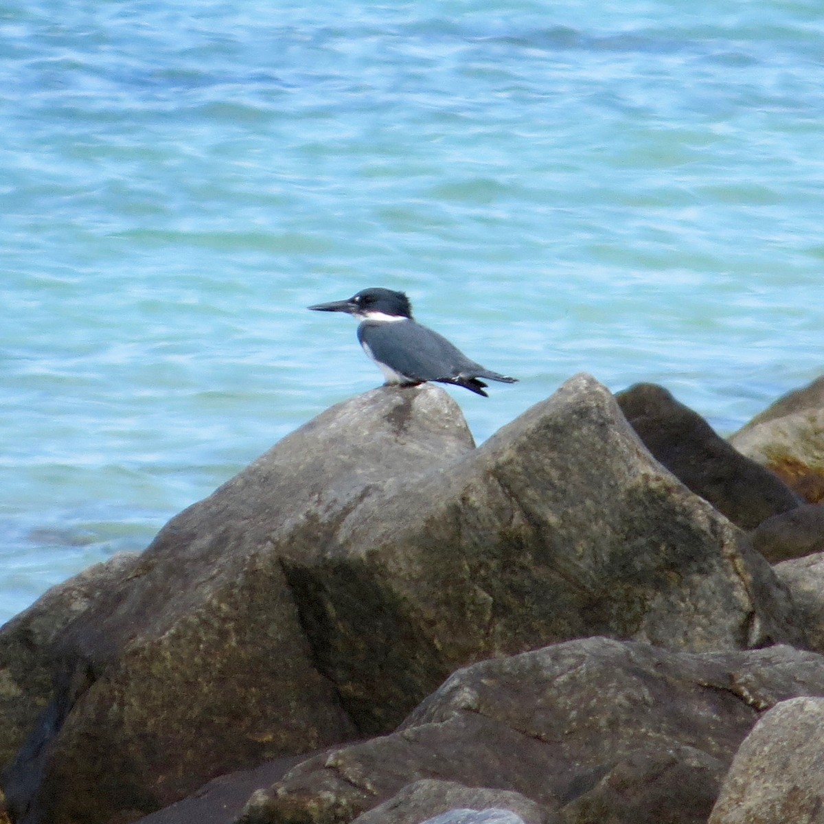 Belted Kingfisher - Bill Lisowsky