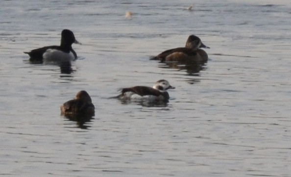 Long-tailed Duck - ML138204321