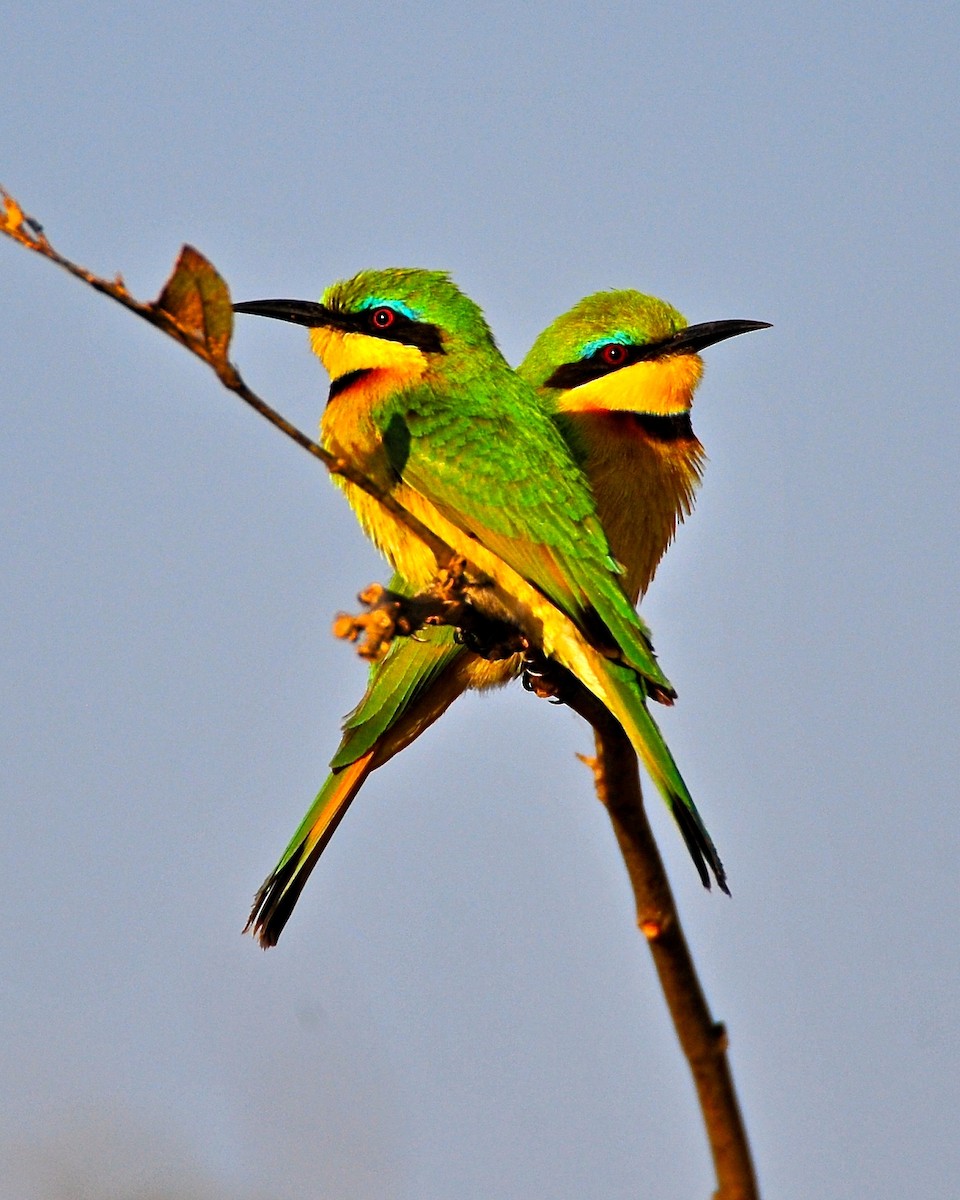 Little Bee-eater - ML138206361