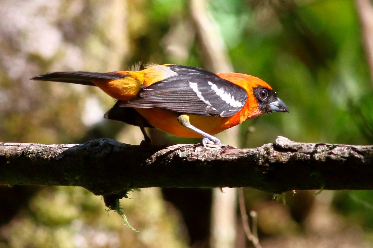 White-winged Tanager - Manfred Bienert