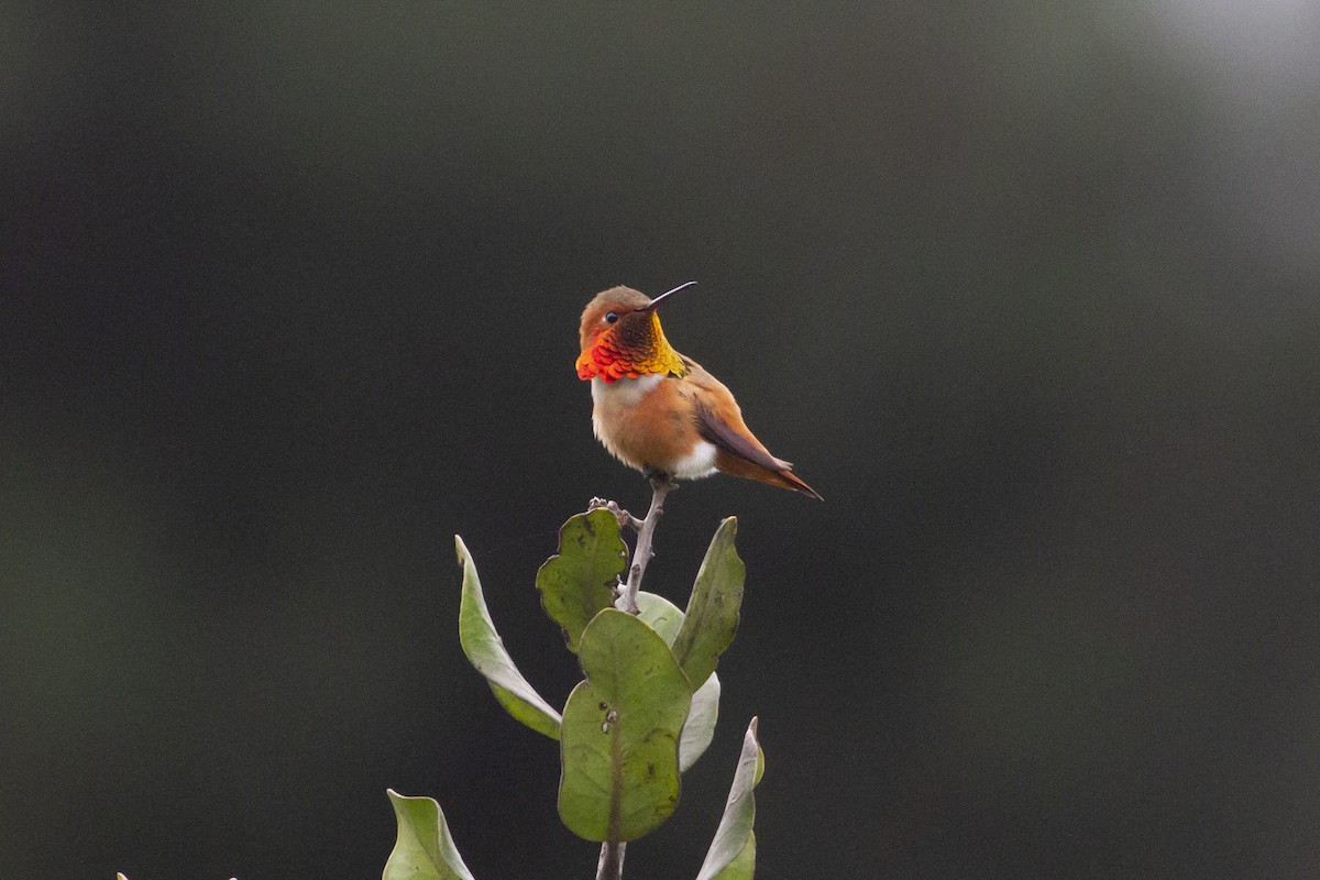 Rufous Hummingbird - ML138211521