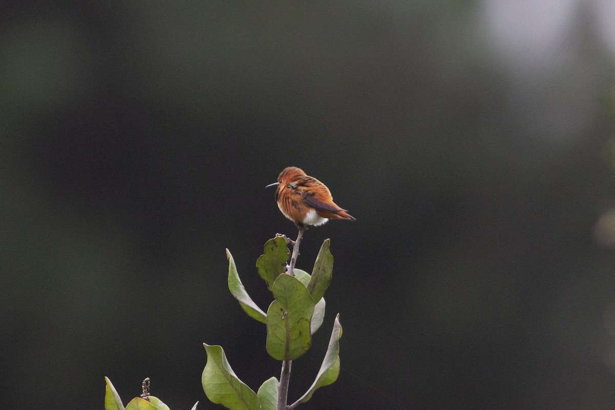 Rufous Hummingbird - ML138211531