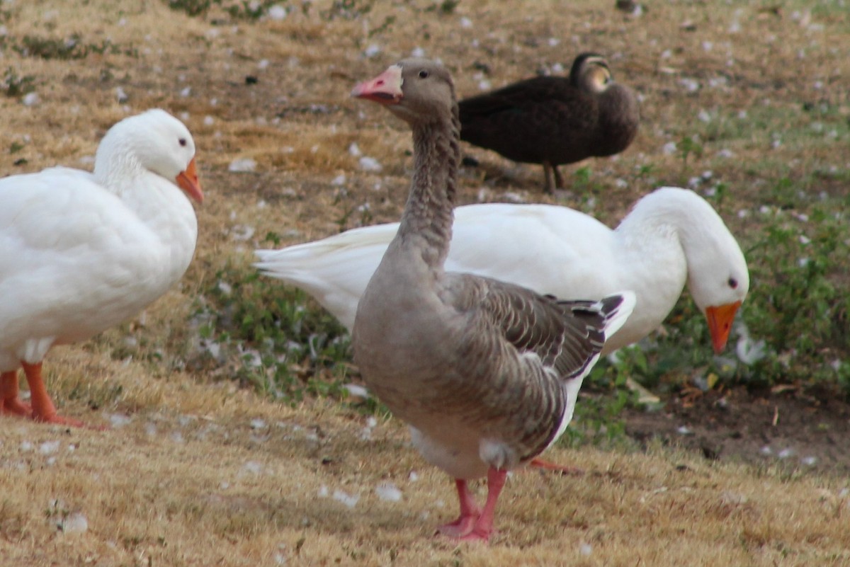 Domestic goose sp. (Domestic type) - ML138211621