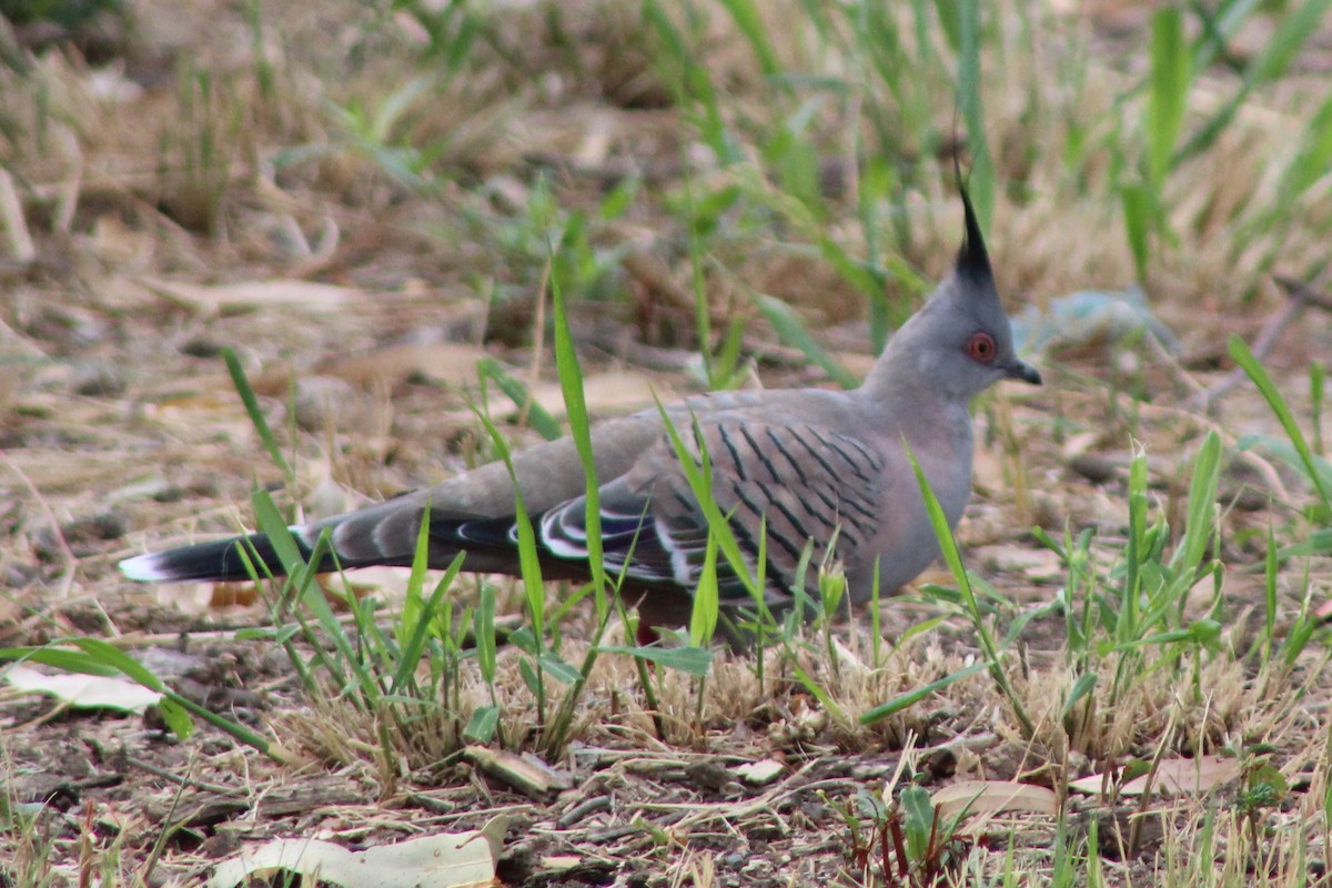 Crested Pigeon - ML138212511