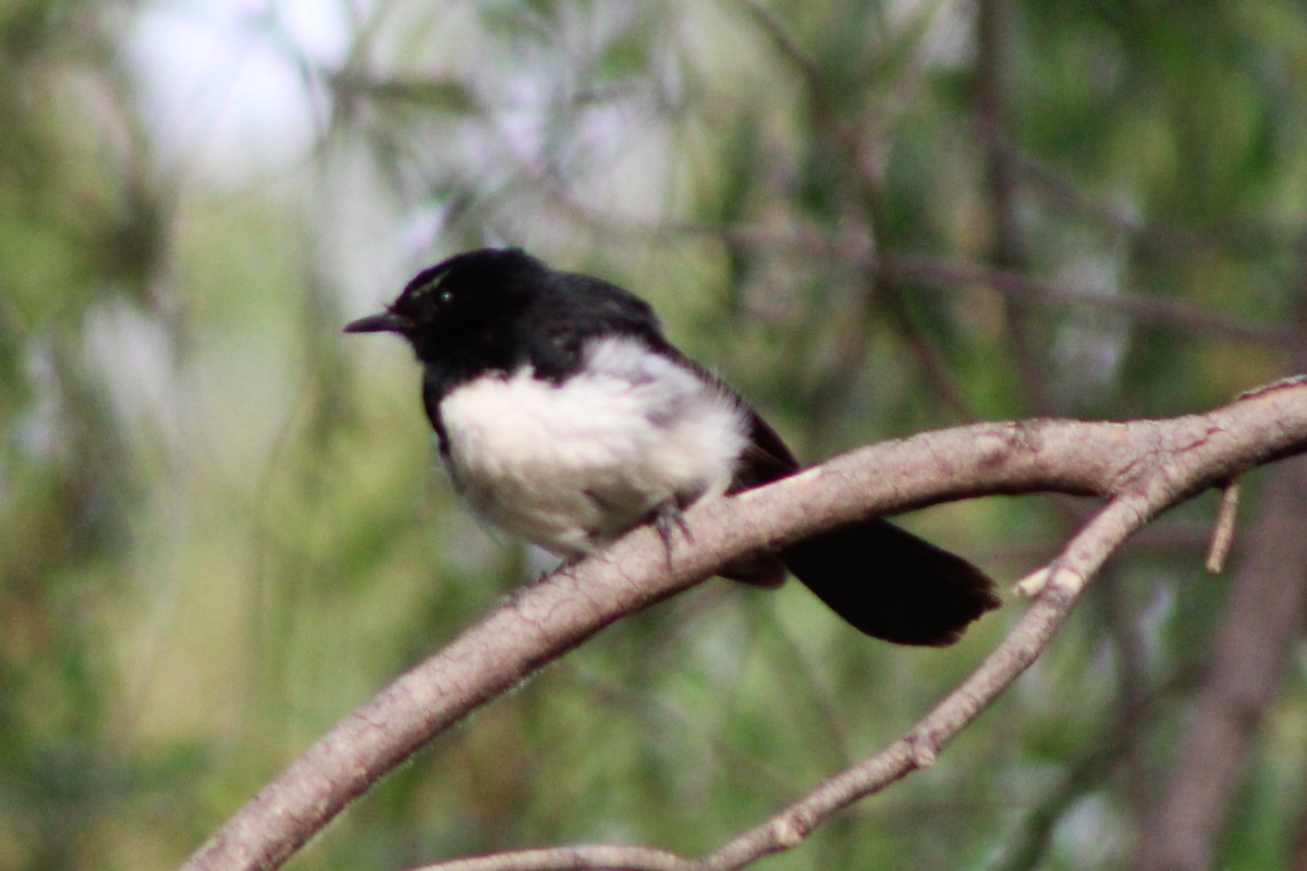 Willie-wagtail - ML138214481