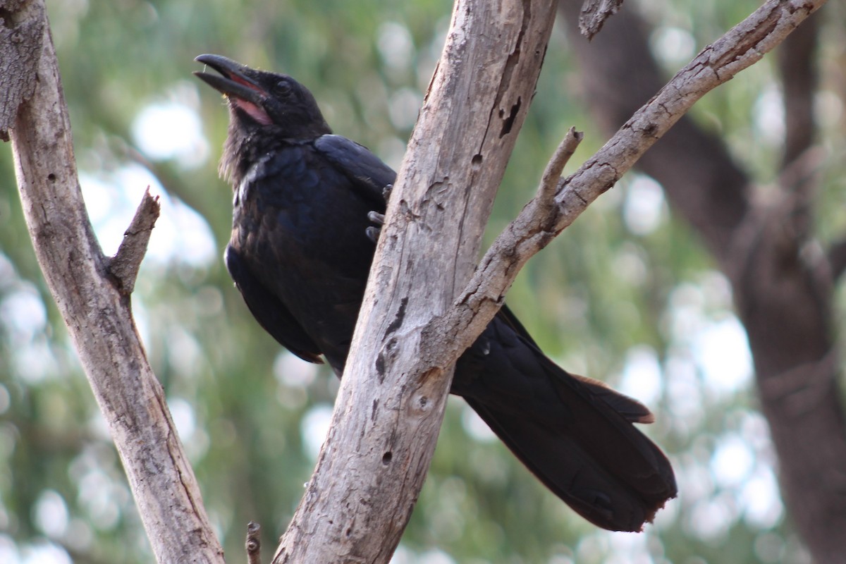 Australian Raven - ML138214631