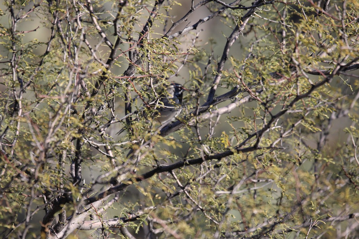 Black-throated Sparrow - ML138214831