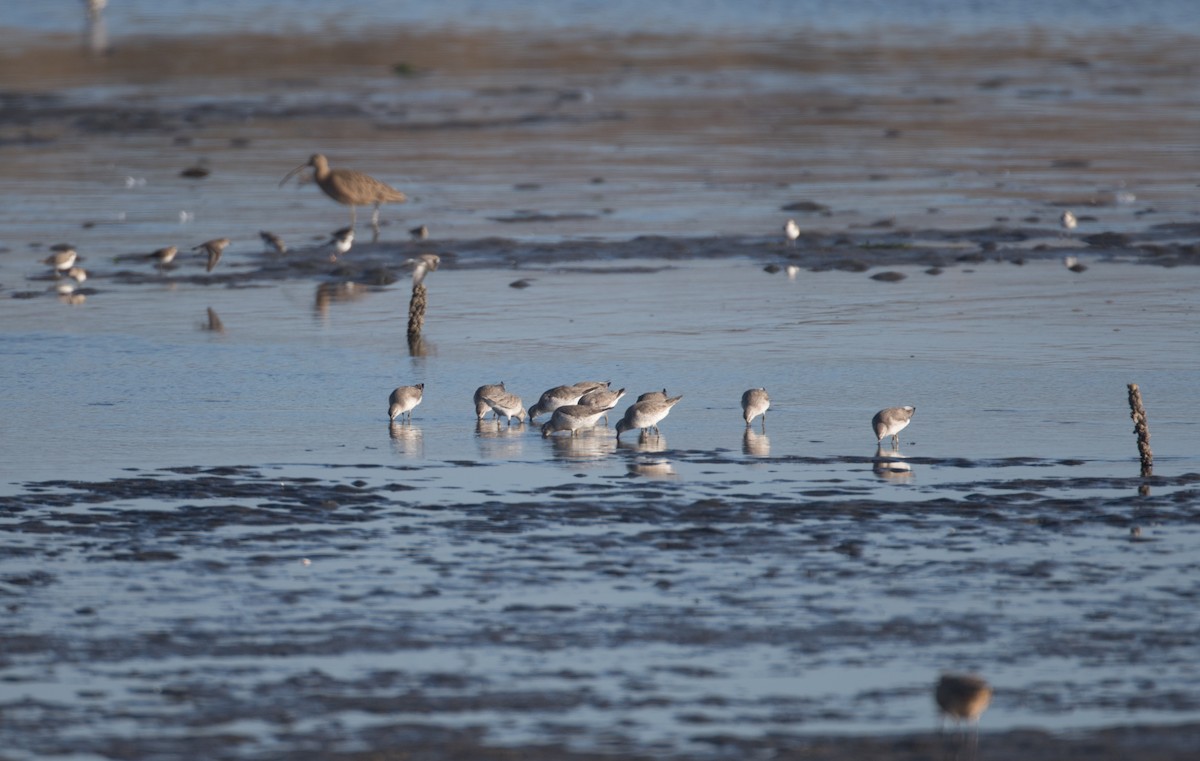Red Knot - ML138216661