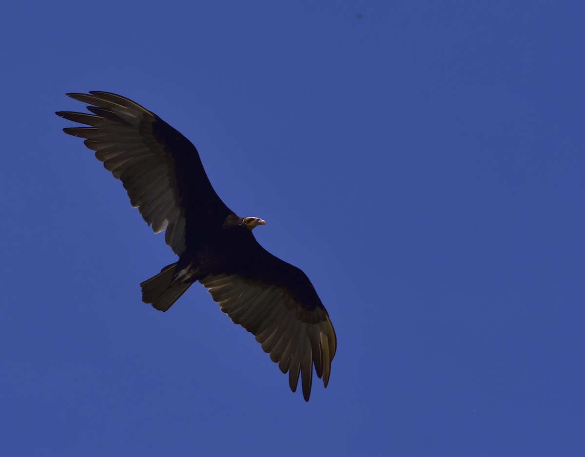 Lesser Yellow-headed Vulture - Miguel Ansenuza