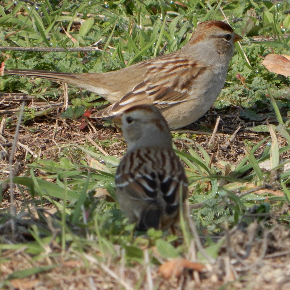 White-crowned Sparrow - ML138218491