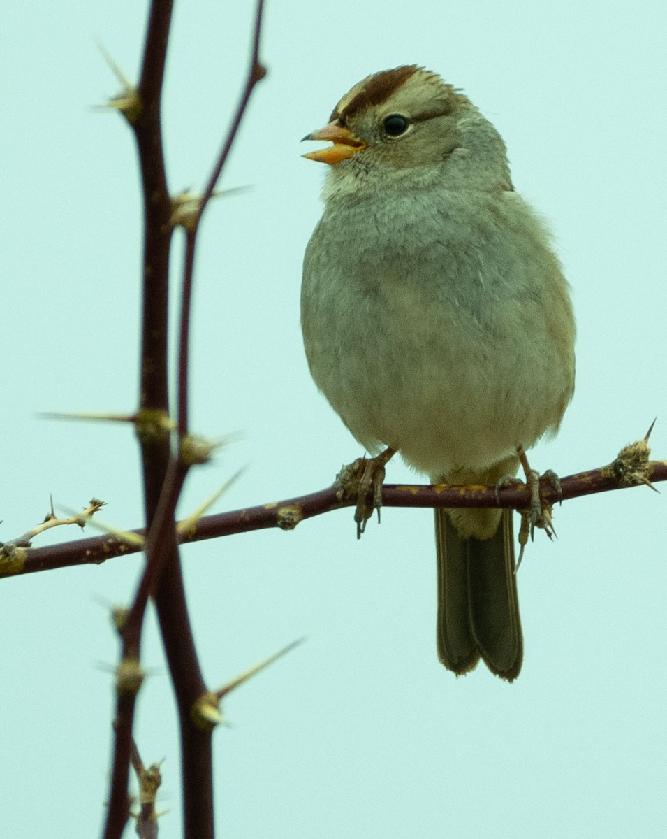 White-crowned Sparrow - ML138221781