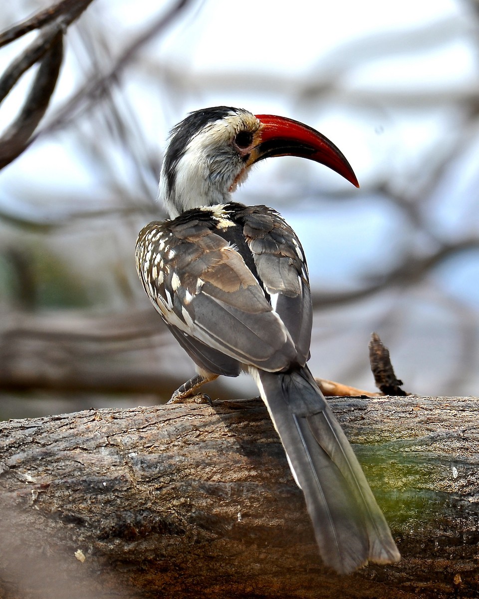 Northern Red-billed Hornbill - Gerald Friesen