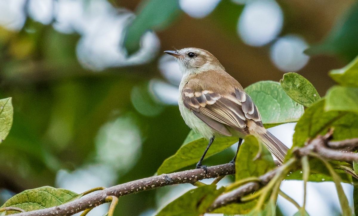 Northern Mouse-colored Tyrannulet - ML138224511
